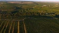 Rows of vineyard before harvesting, drone view Royalty Free Stock Photo