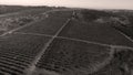 Rows of vineyard before harvesting, drone view Royalty Free Stock Photo