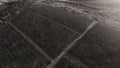 Rows of vineyard before harvesting, drone view Royalty Free Stock Photo