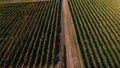 Rows of vineyard before harvesting