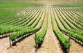 Rows of Vineyard at Portugal, Alentejo Royalty Free Stock Photo
