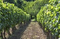 Rows of vineyard Royalty Free Stock Photo