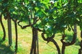 Rows of vineyard white grape vines. Summer background