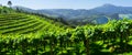 Rows of vineyards for the production of wine Royalty Free Stock Photo