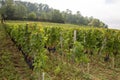 Rows of vineyards in saint emilion Bordeaux wine Royalty Free Stock Photo