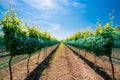 Rows of vineyards