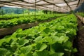 rows of wasabi plants under protective nets in a farm