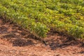 Rows where thousands of seedlings of persimmon trees grow