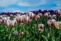 Rows of white and burgundy wine colored tulips at daylight`s hour in Portland, Oregon.