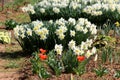 Rows of white Narcissus or Daffodil perennial herbaceous flowering plants mixed with bright red fully open blooming tulips planted Royalty Free Stock Photo