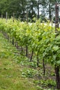 Rows on white wine grape plants on Dutch vineyard in North Brabant Royalty Free Stock Photo