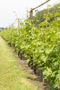 Rows on white wine grape plants on Dutch vineyard in North Brabant Royalty Free Stock Photo