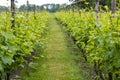 Rows on white wine grape plants on Dutch vineyard in North Brabant