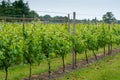 Rows on white wine grape plants on Dutch vineyard in North Brabant Royalty Free Stock Photo