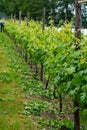 Rows on white wine grape plants on Dutch vineyard in North Brabant Royalty Free Stock Photo