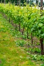 Rows on white wine grape plants on Dutch vineyard in North Brabant Royalty Free Stock Photo
