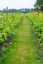 Rows on white wine grape plants on Dutch vineyard in North Brabant Royalty Free Stock Photo