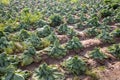 Rows of wilted cabbage after drought in farm field Royalty Free Stock Photo