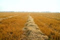Rows of windrows Royalty Free Stock Photo