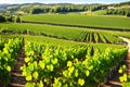 rows of wine grapes.