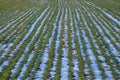 Rows of winter wheat growing from under the snow. Agriculture and cultivation of grain crops in the field. Royalty Free Stock Photo