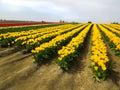 Rows of Yellow Daffodil Tulips Farm Royalty Free Stock Photo