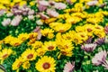 Rows of yellow and purple african daisy, dimorphotheca flowers in plant pots in the garden center. Ideas for gardening Royalty Free Stock Photo