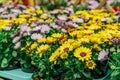 Rows of yellow and purple african daisy, dimorphotheca flowers in plant pots in the garden center. Ideas for gardening Royalty Free Stock Photo