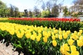 Rows of yellow and red tulips Royalty Free Stock Photo