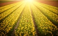 Rows of yellow tulip flowers at the field in Netherlands, illuminated by sunlight Royalty Free Stock Photo