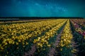 Rows of yellow tulips under a starry night sky.