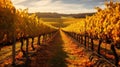 a rows of yellow vines in a vineyard