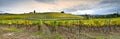 Rows of yellow vineyards at sunset in Chianti region near Florence during the colored autumn season. Tuscany. Royalty Free Stock Photo