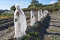 Rows of young avacado trees, protected from frost. Sedella, Spain. Royalty Free Stock Photo