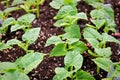 Rows of young bean plants growing in soil Royalty Free Stock Photo