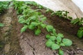 Rows of young bushes potato plantation. Farming and agriculture. Agroindustry agribusiness. Growing food vegetables. Growing Royalty Free Stock Photo