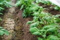 Rows of young bushes potato plantation after watering irrigation. Agroindustry agribusiness. Growing food vegetables. Growing Royalty Free Stock Photo