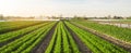 Rows of young carrots grow in the field. Organic vegetables. Agriculture. Farm. Selective focus Royalty Free Stock Photo
