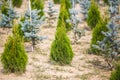 Rows of young conifers in greenhouse with a lot of plants on plantation