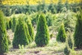 Rows of young conifers in greenhouse with a lot of plants on plantation