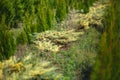 Rows of young conifers in greenhouse with a lot of plants on plantation