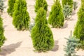 Rows of young conifers in greenhouse with a lot of plants on plantation