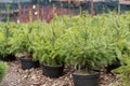 Rows of young conifers in greenhouse with a lot of plants on plantation