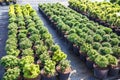 Rows of young conifers in greenhouse with a lot of plants on plantation