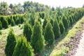 Rows of young conifers in greenhouse with a lot of plants on plantation