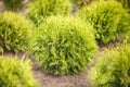 Rows of young conifers in greenhouse with a lot of plants on plantation