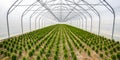 Rows of young conifers in greenhouse with a lot of plants on plantation