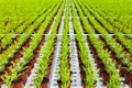 Rows of young conifers growing inside a greenhouse