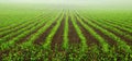 Rows of young corn plants Royalty Free Stock Photo