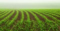 Rows of young corn plants Royalty Free Stock Photo